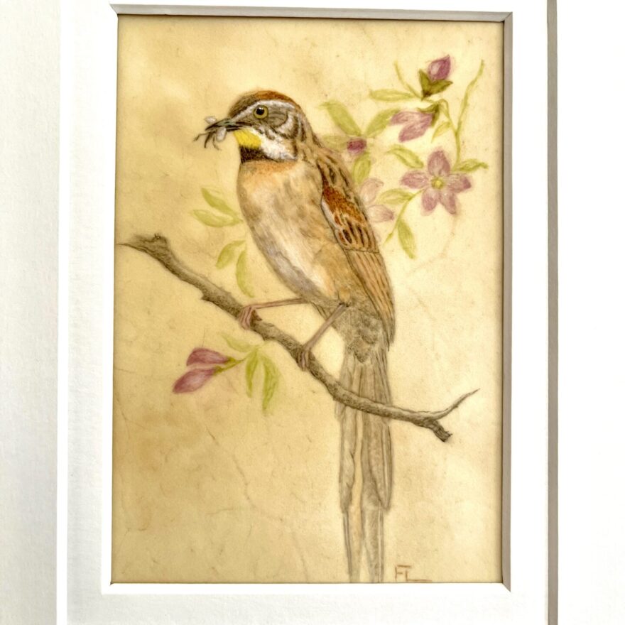 vellum