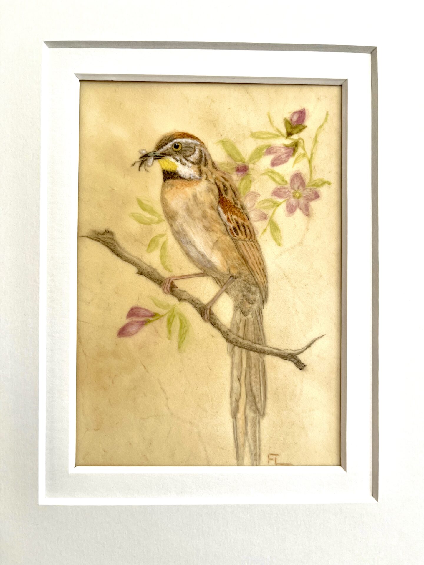 vellum