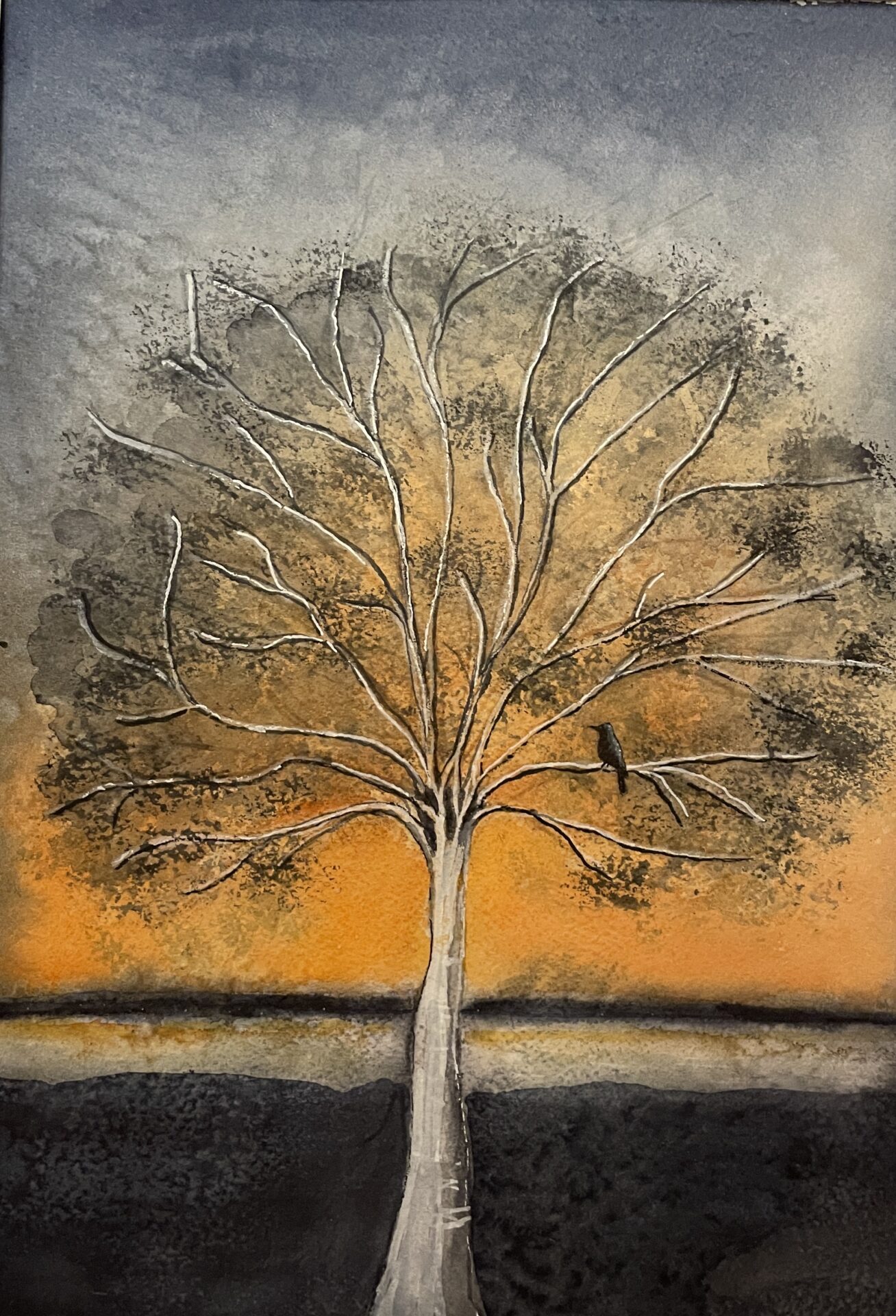 Koltrast